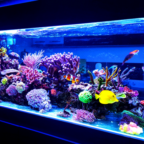 Aquariums A Vendre