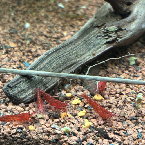 Crevette red cherry