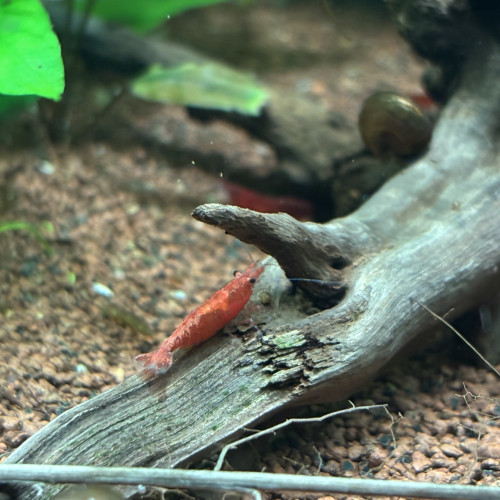 Crevette red cherry