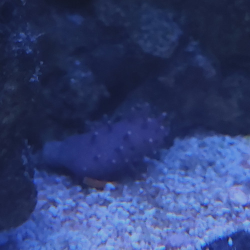 Sarcophyton