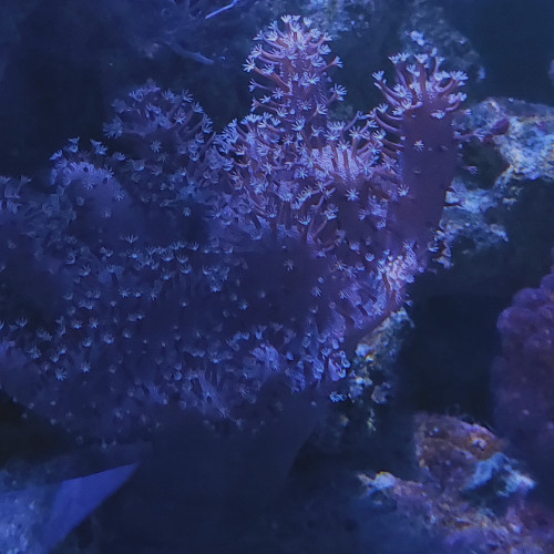 Sarcophyton