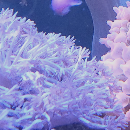 Clavularia