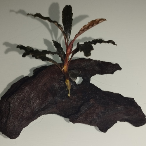 Bouture de Bucéphalandra Kedagang sur petite racine