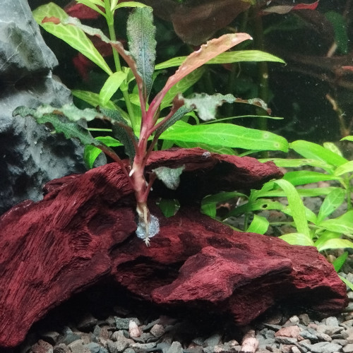 Bouture de Bucéphalandra Kedagang sur petite racine