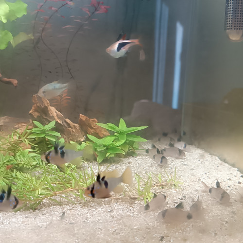 Urgent A vendre cause déménagement