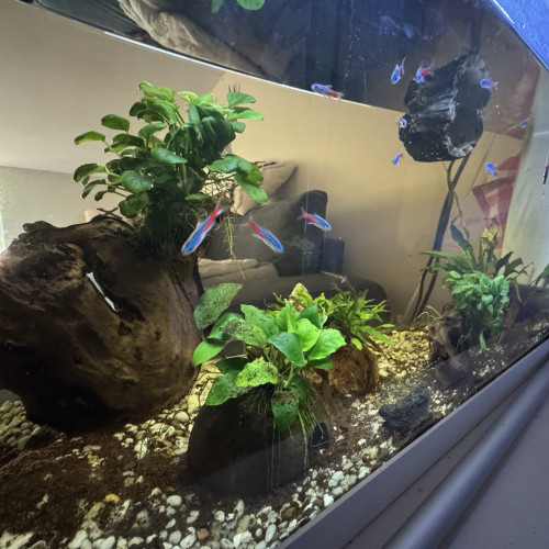 Aquarium complet et accessoires