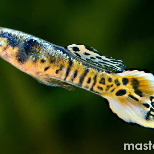Guppy endler tigre et picasso