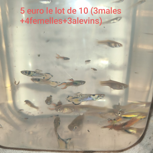 Guppy endler tigre et picasso
