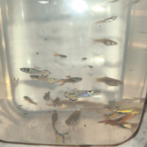 Guppy endler tigre et picasso