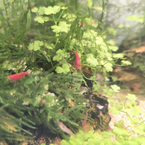 neocaridina davidi red cherry - high grade Sakura ou red
