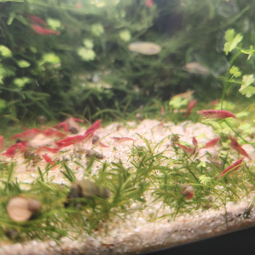 neocaridina davidi red cherry - high grade Sakura ou red