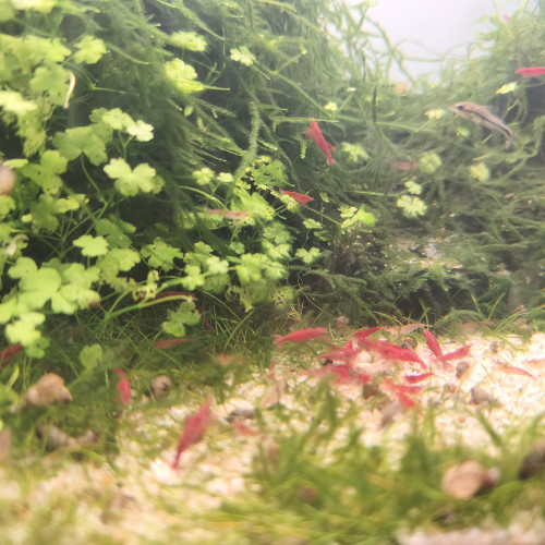 neocaridina davidi red cherry - high grade Sakura ou red
