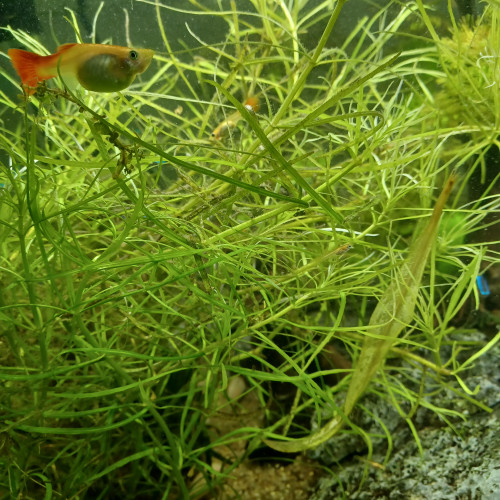 Don de petits guppys