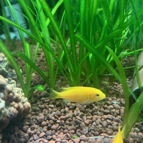 Labidochromis caeruleus