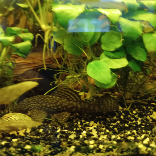 Ancistrus