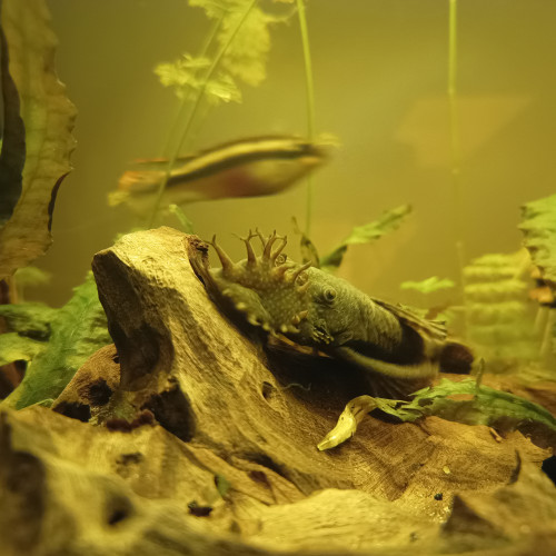 Ancistrus