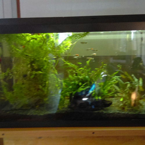 Aquarium complet