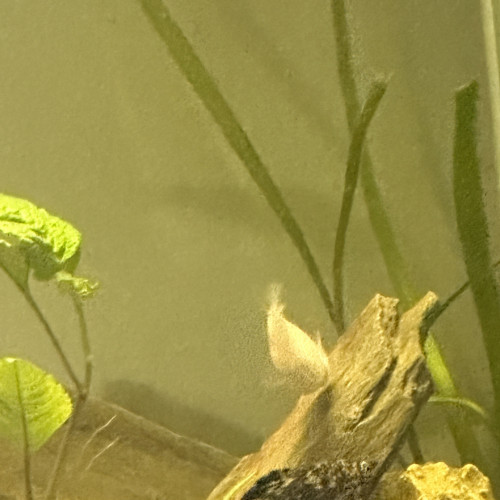 Vente de poissons lot de 7