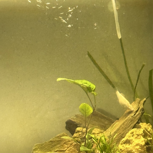 Vente de poissons lot de 7
