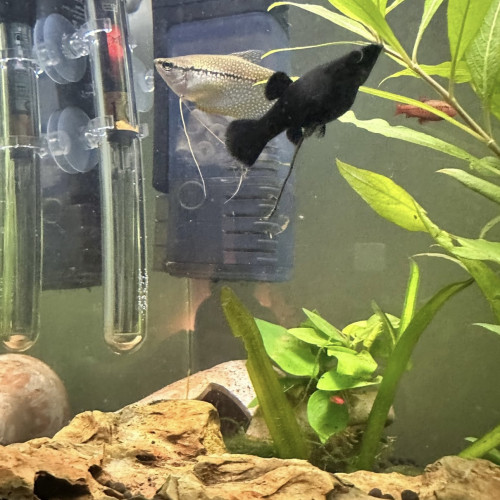 Vente de poissons lot de 7