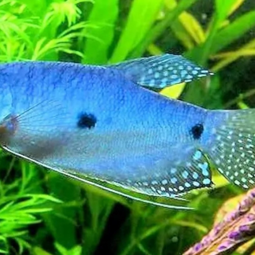 Gourami