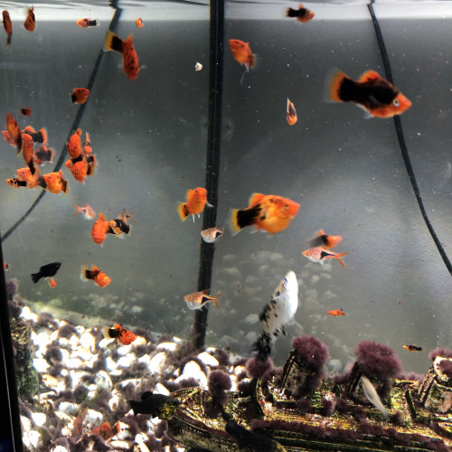 Poissons molly, platy