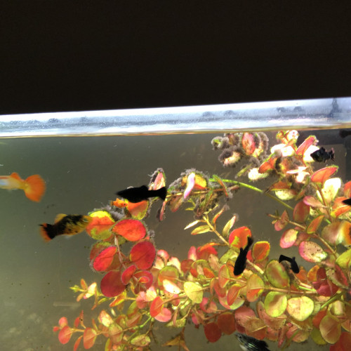 Poissons molly, platy