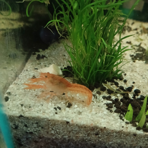 Ecrevisse naine cambarellus orange