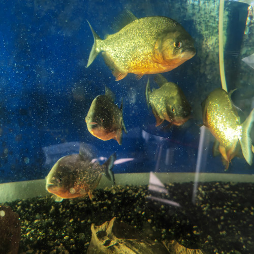Vente de piranha à ventre rouge