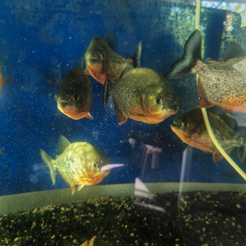 Vente de piranha à ventre rouge