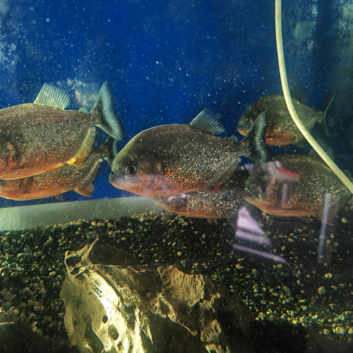 Vente de piranha à ventre rouge