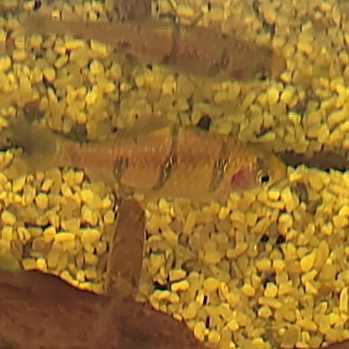 Barbus de Sumatra