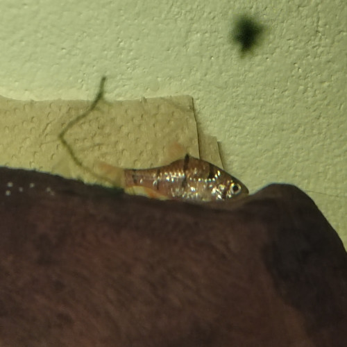 Barbus de Sumatra