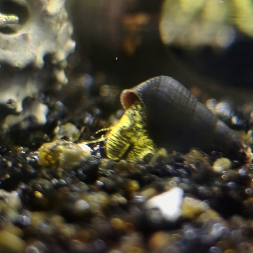 Escargots tylomelania yellow spotted