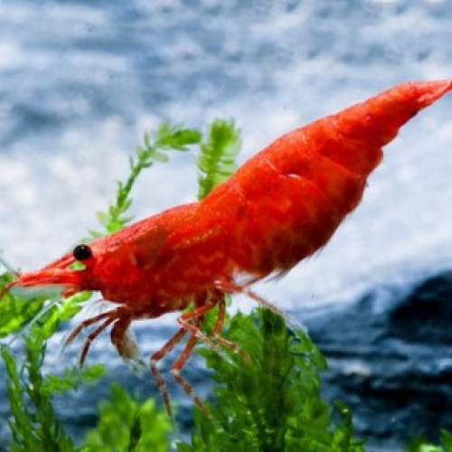 Crevette red sakura