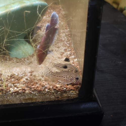 Don bettas splendens femelles communauté avec corydoras et crevettes Japonica
