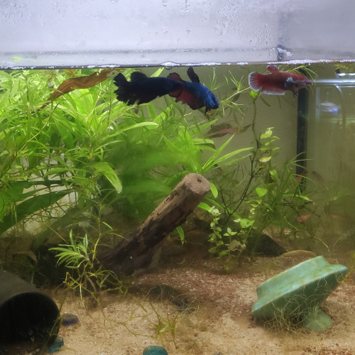 Don bettas splendens femelles communauté avec corydoras et crevettes Japonica