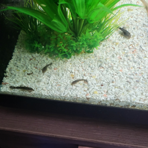 Ancistrus albinos
