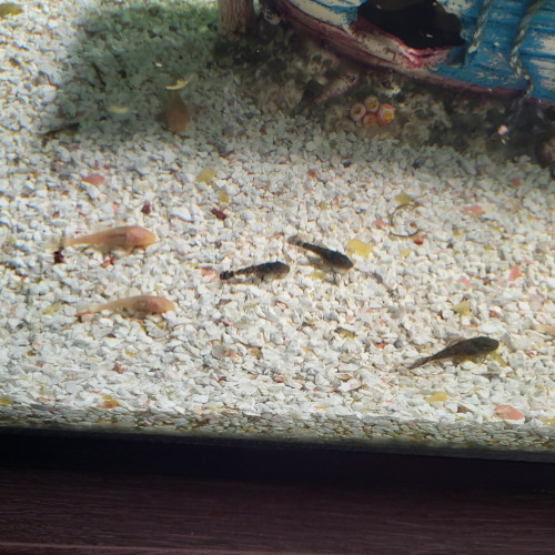 Ancistrus albinos