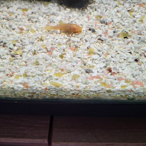 Ancistrus albinos