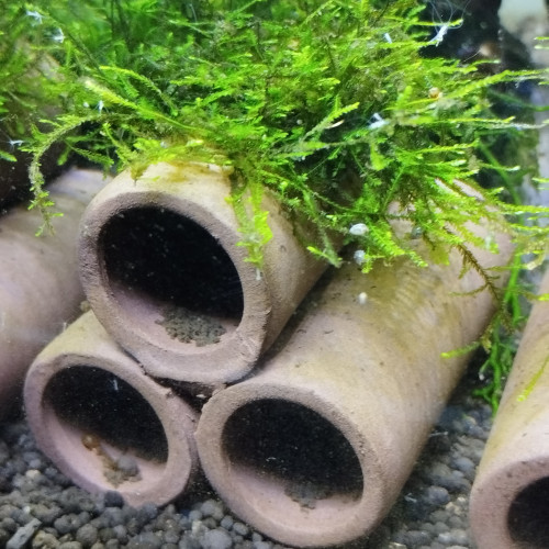 Plantes sur supports