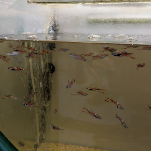 Guppy Endler