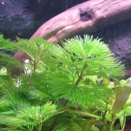 Cabomba