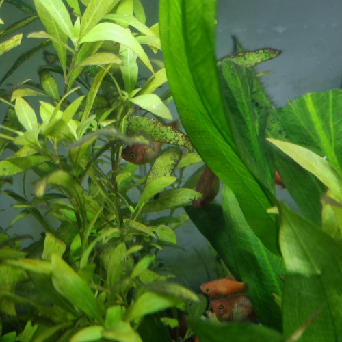 poissons rouges