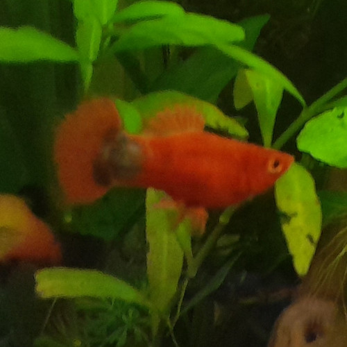 Platy mâle adulte