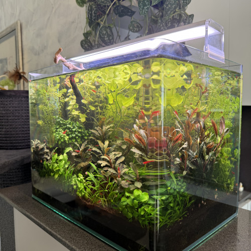 Vends Aquarium 29L (40cm L x 26cm l x 30cm H) en l’état (avec crevettes Bloody Mary)