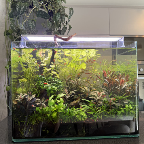 Vends Aquarium 29L (40cm L x 26cm l x 30cm H) en l’état (avec crevettes Bloody Mary)