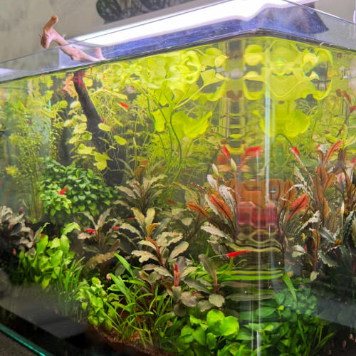 Vends Aquarium 29L (40cm L x 26cm l x 30cm H) en l’état (avec crevettes Bloody Mary)