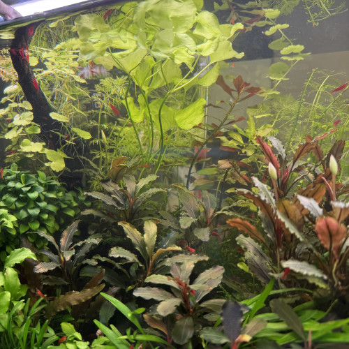 Vends Aquarium 29L (40cm L x 26cm l x 30cm H) en l’état (avec crevettes Bloody Mary)