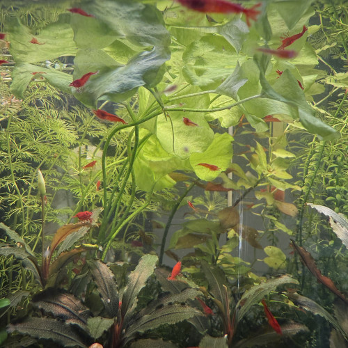 Vends Aquarium 29L (40cm L x 26cm l x 30cm H) en l’état (avec crevettes Bloody Mary)